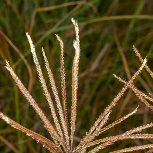 Chloris gayana Frutto