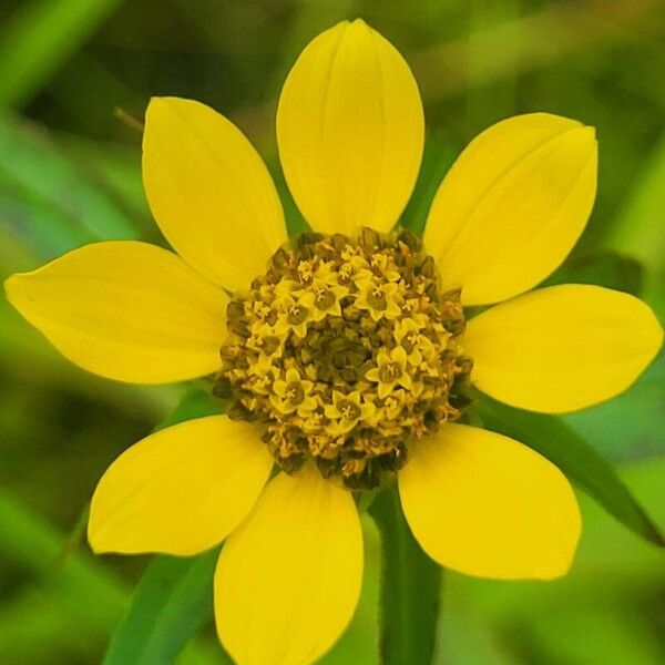 Bidens cernua Квітка