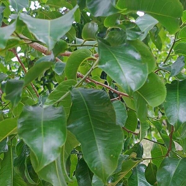 Lecythis pisonis Leaf