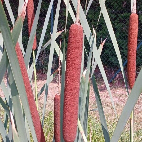 Typha latifolia ᱵᱟᱦᱟ