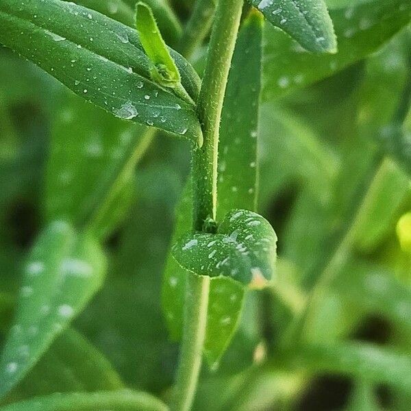 Camelina sativa Φλοιός