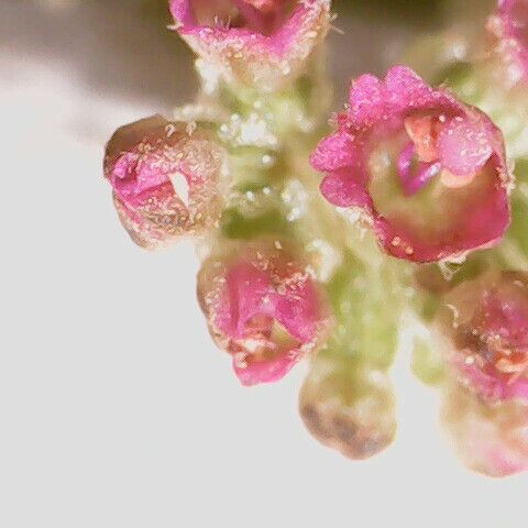 Boerhavia diffusa Květ