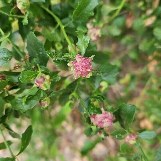 Baccharis pilularis 花