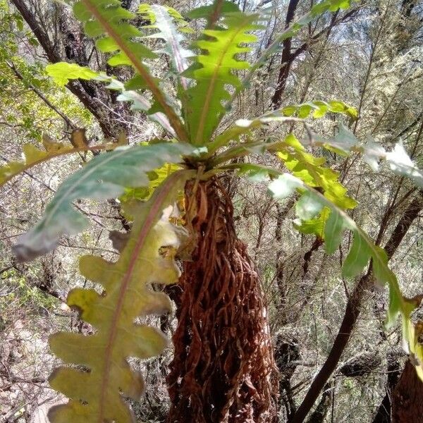 Sonchus canariensis Листок