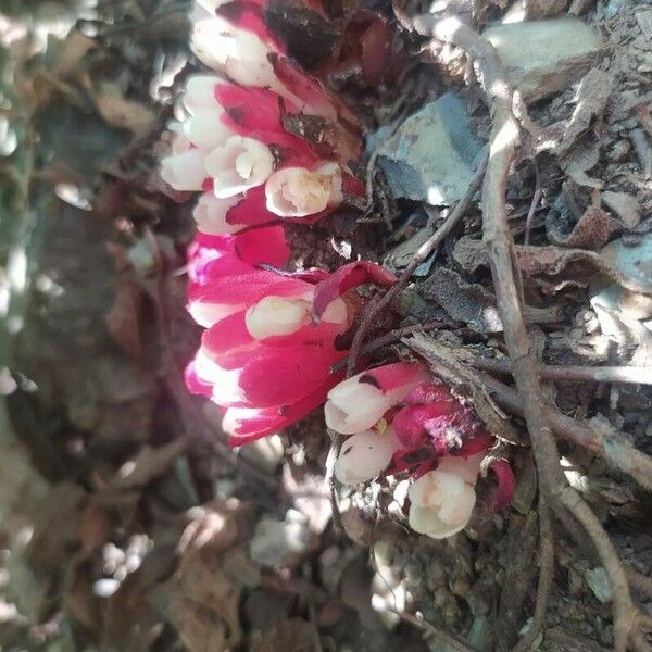 Cytinus ruber Flower