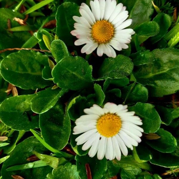 Bellis annua പുഷ്പം