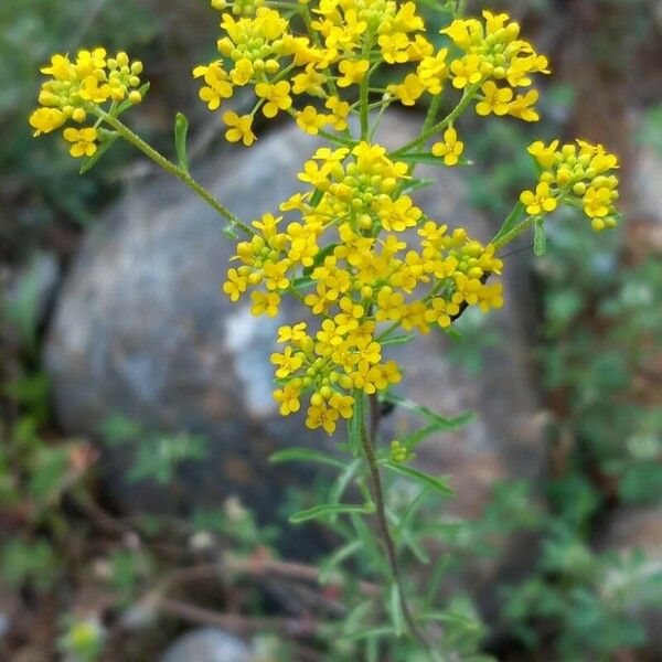 Odontarrhena muralis Flower