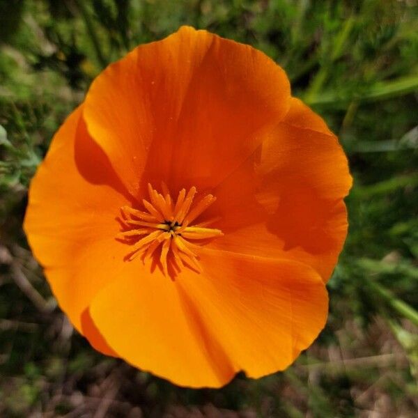 Eschscholzia californica Цветок