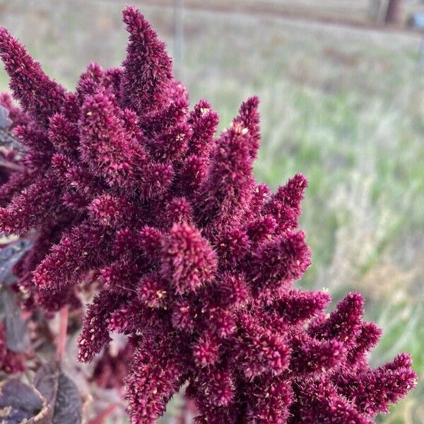 Amaranthus hypochondriacus Frutto