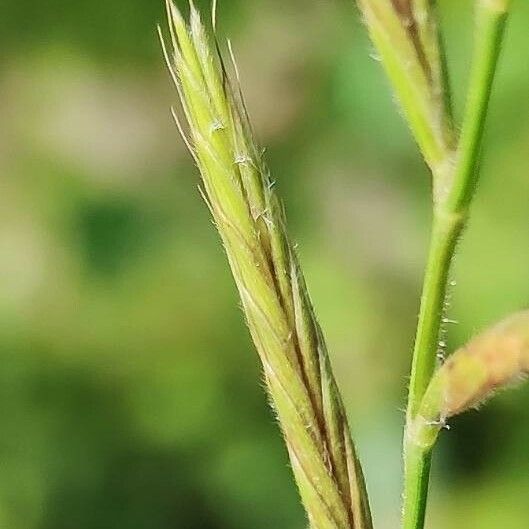 Brachypodium pinnatum 花