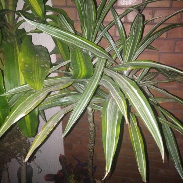 Dracaena fragrans Blad