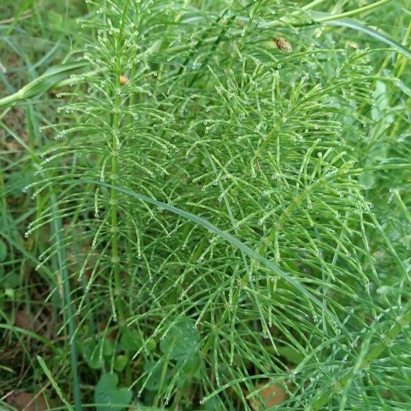 Equisetum sylvaticum Blad