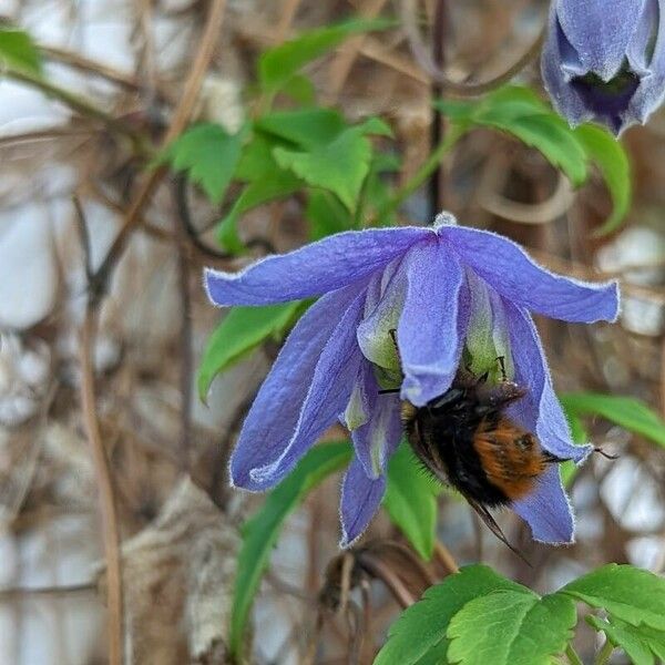 Clematis alpina Altro