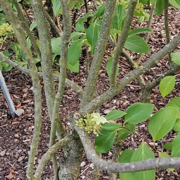 Cornus oblonga Corteccia