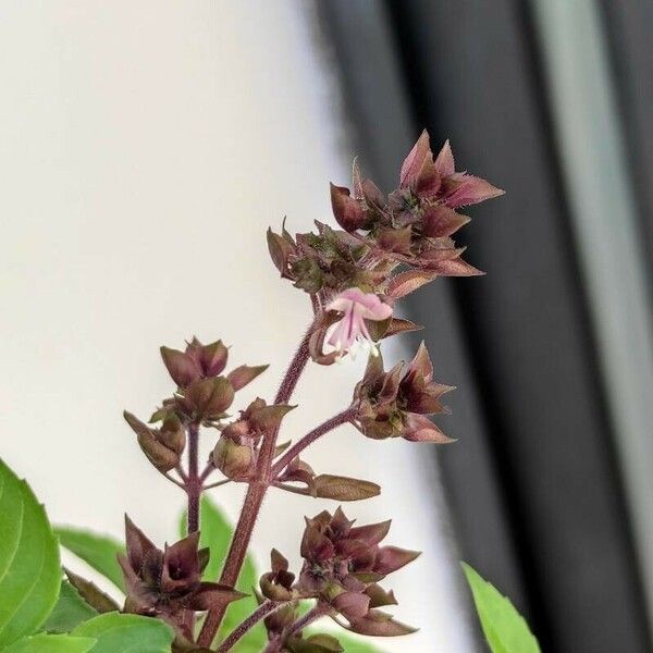 Ocimum minimum Flower