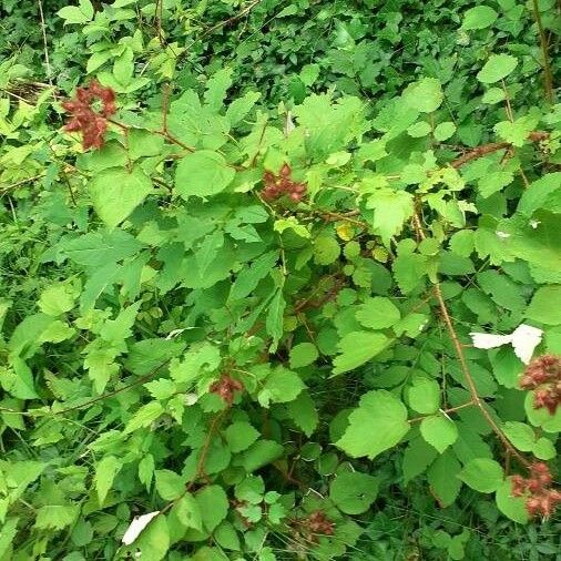 Rubus phoenicolasius ᱛᱟᱦᱮᱸ