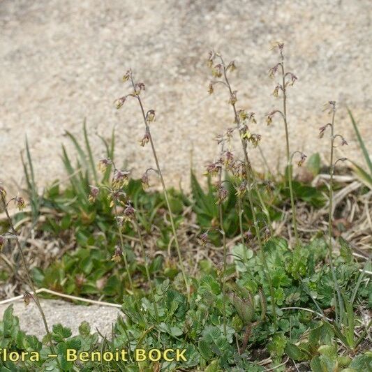 Thalictrum alpinum عادت