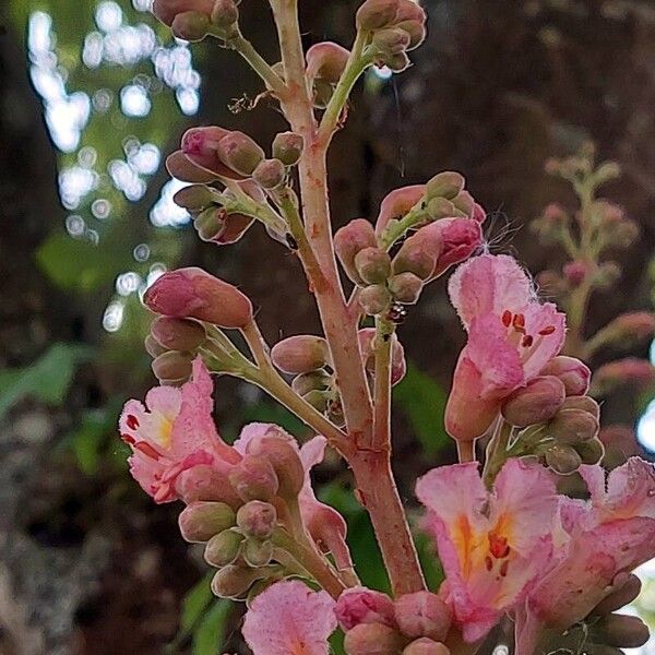 Aesculus pavia Fleur