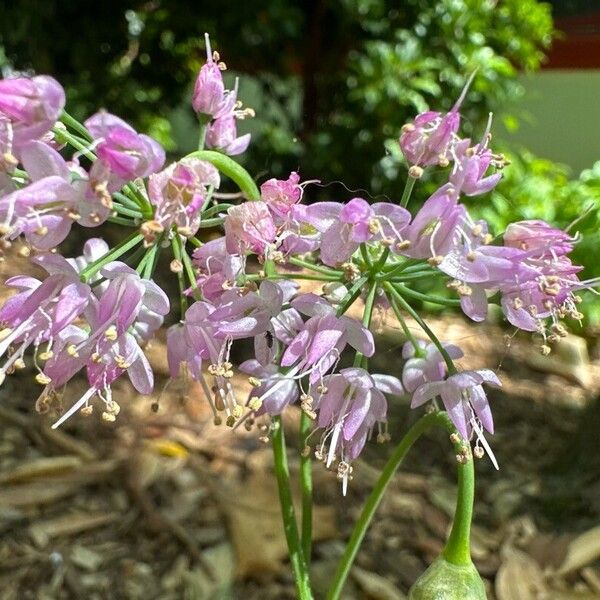 Allium cernuum Flor