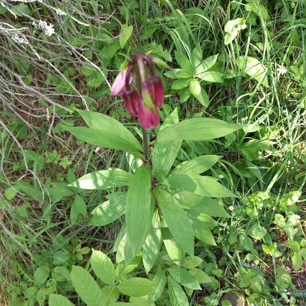 Lilium martagon Flower