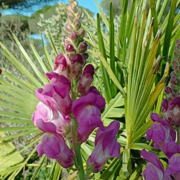 Antirrhinum australe 花