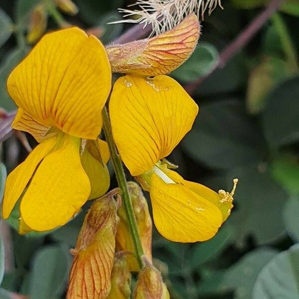 Rhynchosia minima Цветок
