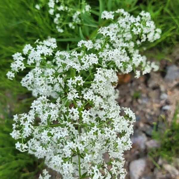 Galium boreale Lapas