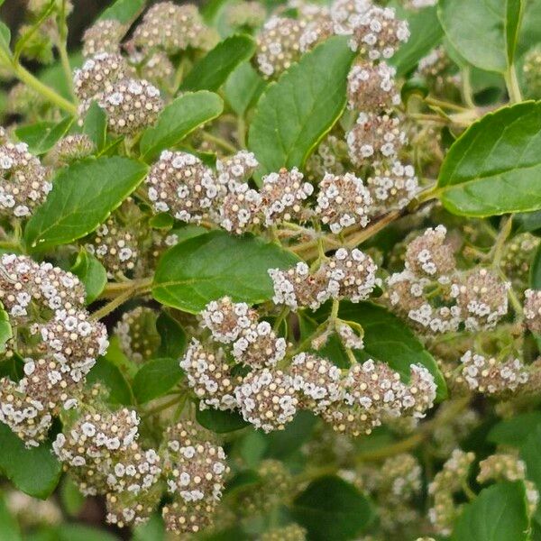 Bystropogon canariensis Flower