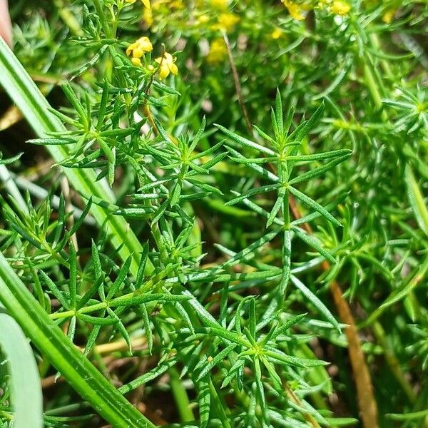 Galium verum Lehti