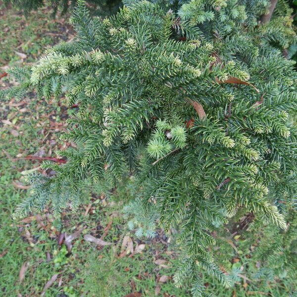 Araucaria cunninghamii Folha