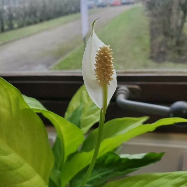 Spathiphyllum wallisii Žiedas