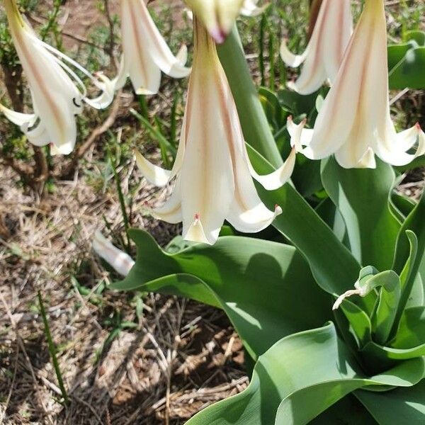 Crinum macowanii Kvet