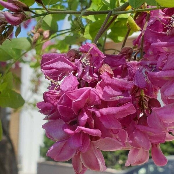 Robinia hispida Kvet