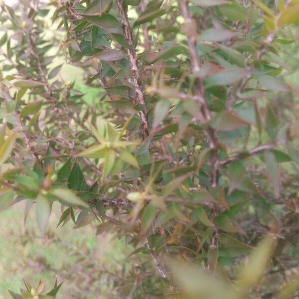 Melaleuca styphelioides Leaf