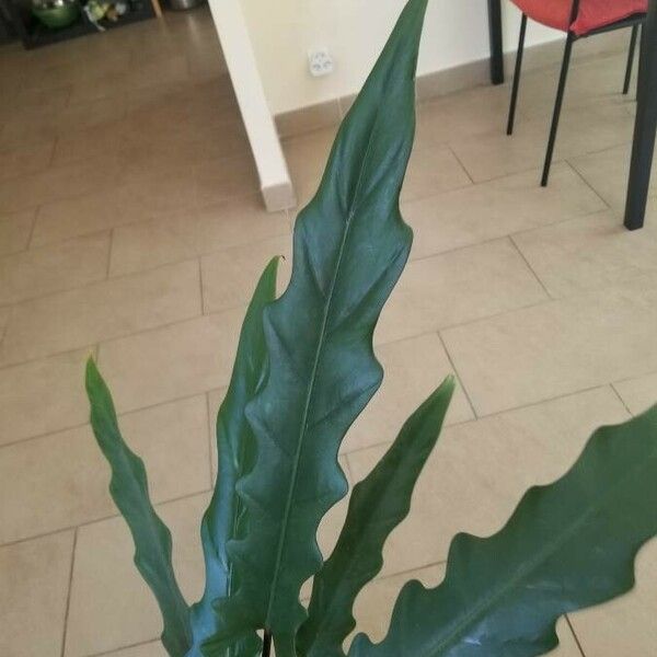 Alocasia lauterbachiana List