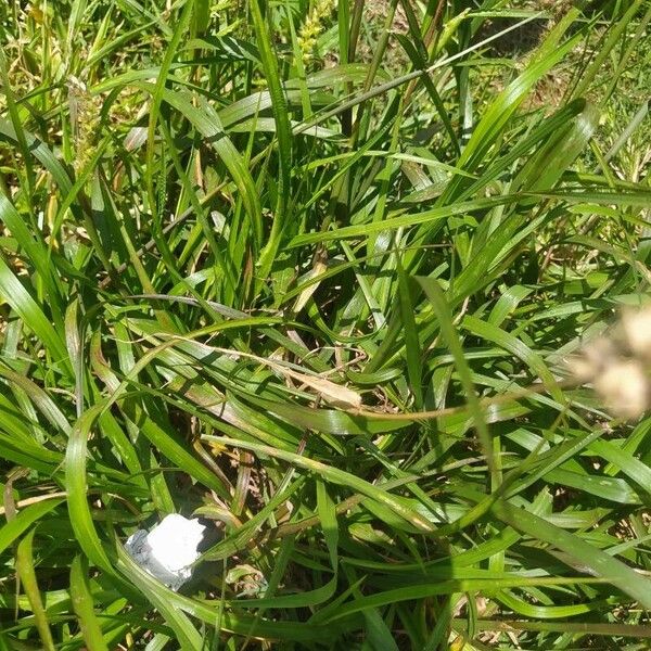 Cenchrus echinatus Leaf