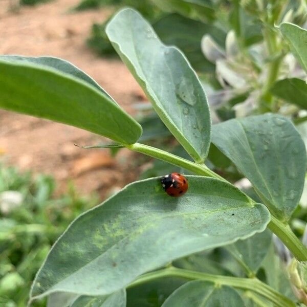 Vicia faba برگ