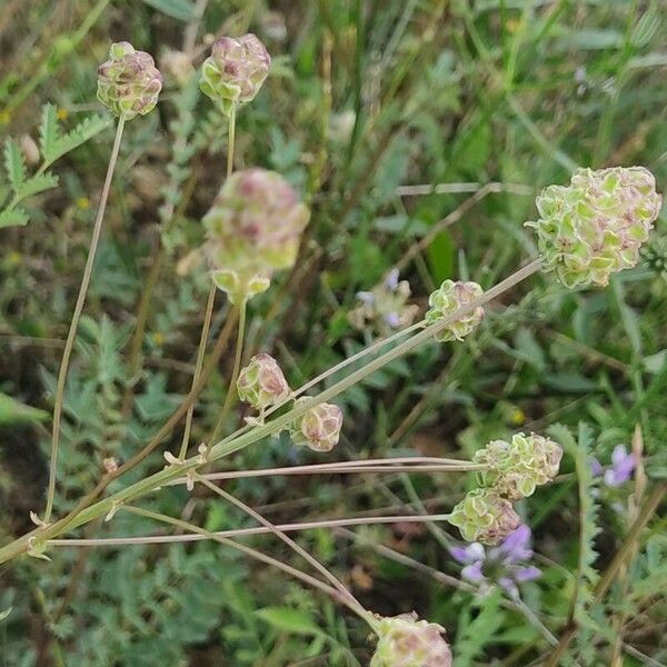 Poterium verrucosum Flower