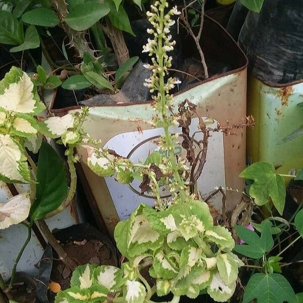 Solenostemon scutellarioides Ліст