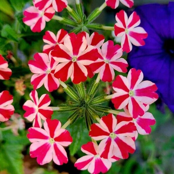 Verbena × hybrida Blodyn