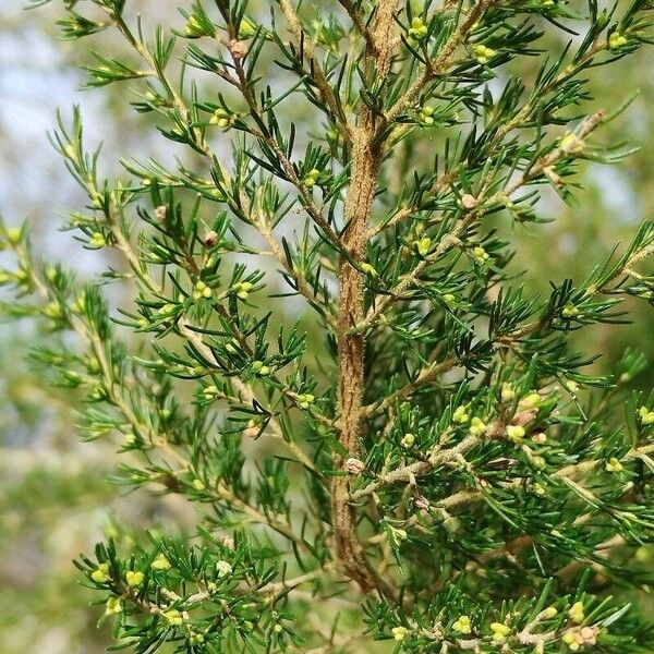 Erica arborea Fuelha