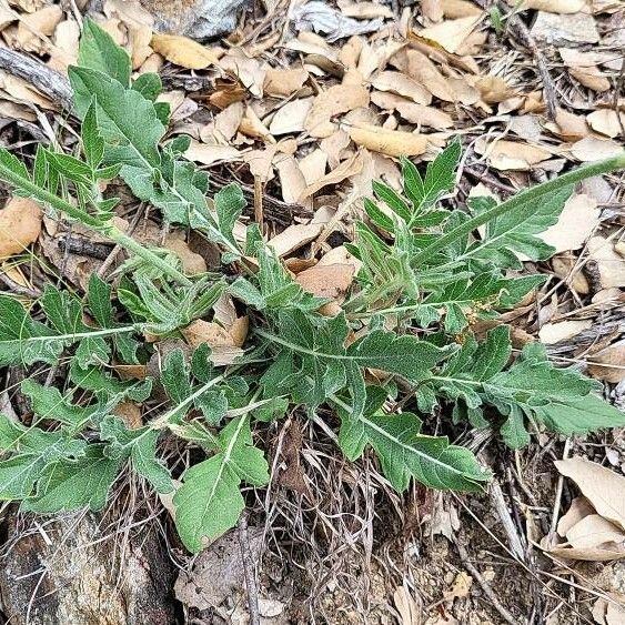 Knautia collina पत्ता