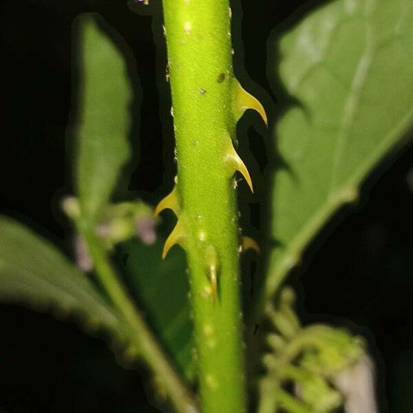 Solanum lanceifolium Outro