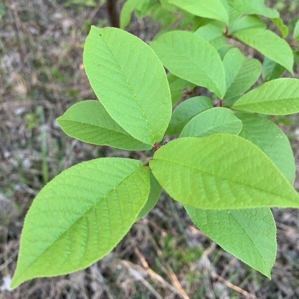 Prunus padus পাতা