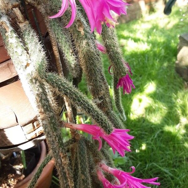 Aporocactus flagelliformis 形态