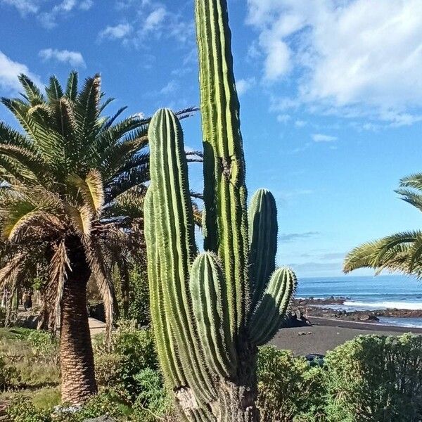 Pachycereus pringlei Habit