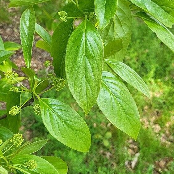 Nyssa sinensis Leaf