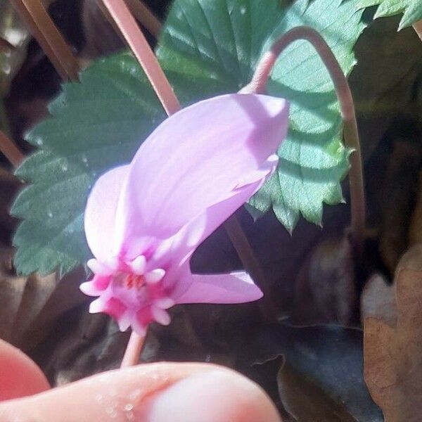 Cyclamen hederifolium Цвят