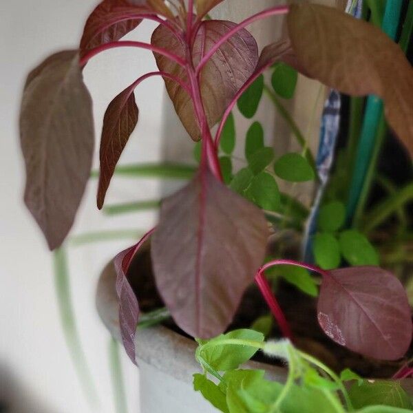 Amaranthus cruentus Leaf