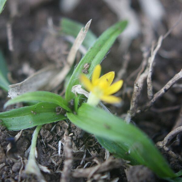 Hypoxis angustifolia Yaprak